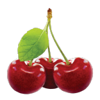 Nursery fruit trees apples pears plums cherries cherries Poland